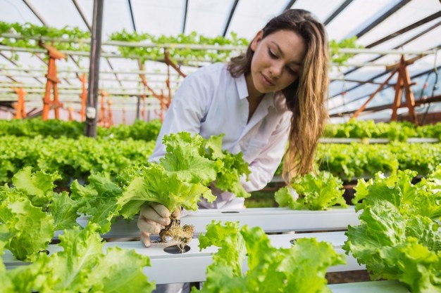 hydroponic engineer at work