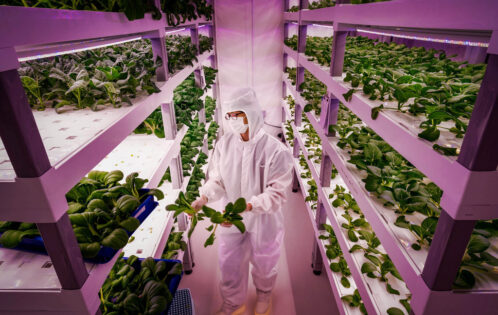 How to start a Vertical Farming business?