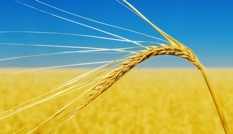 Ukraine blue sky yellow wheat